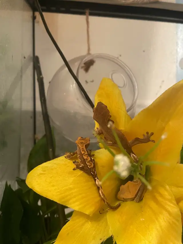 Bébés Geckos à crêtes