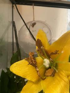 Bébés Geckos à crêtes