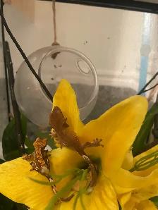 Bébés Geckos à crêtes - Photo 2