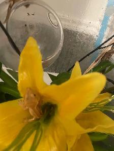 Bébés Geckos à crêtes - Photo 3