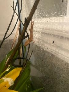 Bébés Geckos à crêtes - Photo 4