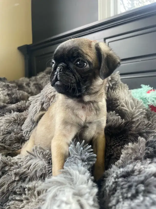 Female pug puppies