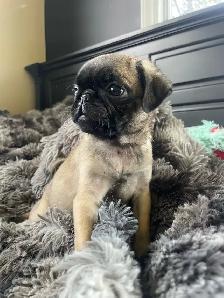 Female pug puppies