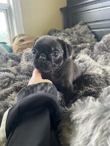 Female pug puppies - Photo 2