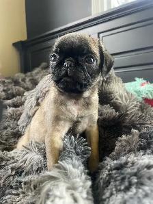 Female pug puppies - Photo 3