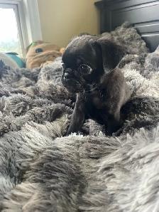 Female pug puppies - Photo 4