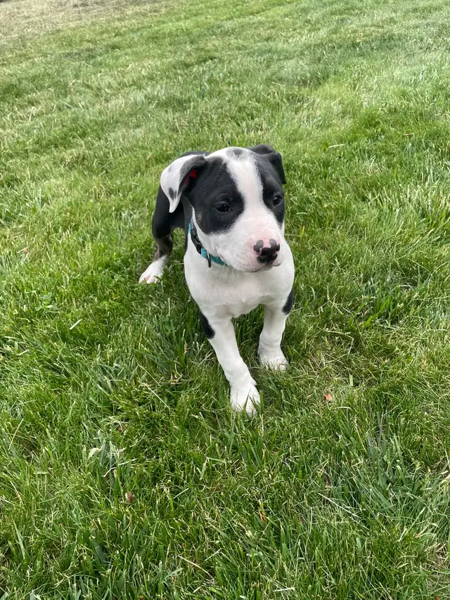 Pitbull Puppies