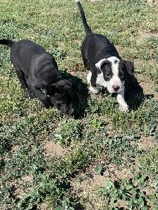 Pitbull Puppies - Photo 2