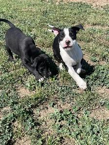 Pitbull Puppies - Photo 3