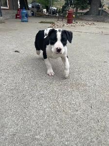 Pitbull Puppies - Photo 4