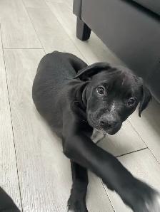 Pitbull Puppies - Photo 5