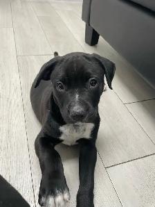 Pitbull Puppies - Photo 6