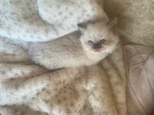 GORGEOUS BABY BICOLOR WHITE-MITTED & CHOCOLATEPOINT RAGDOLLS! - Photo 5