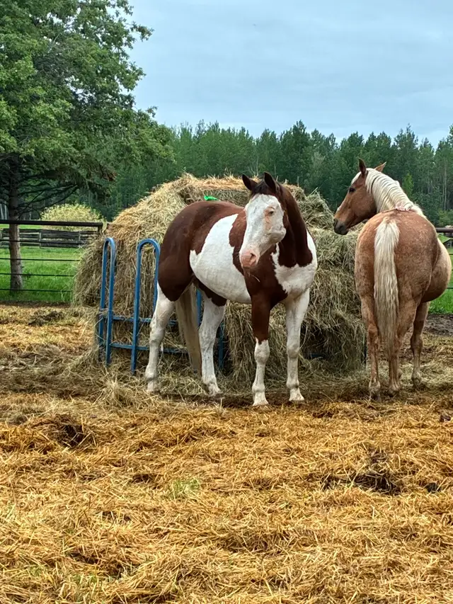 5 year old 15.3 gelding