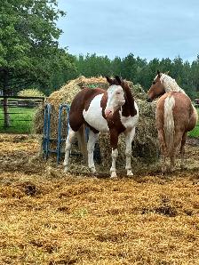 5 year old 15.3 gelding