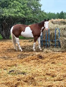 5 year old 15.3 gelding - Photo 2