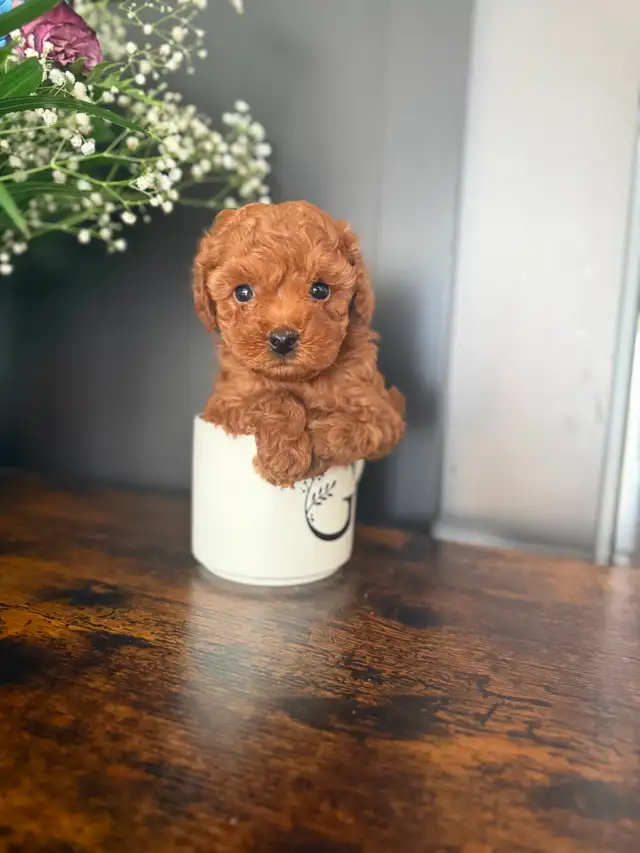 Poodle Puppies