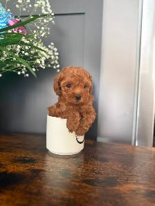 Poodle Puppies - Photo 2