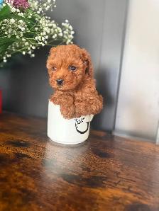 Poodle Puppies - Photo 3