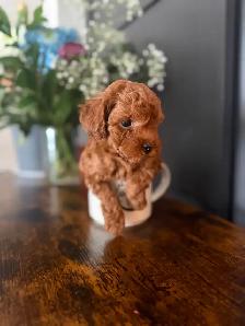 Poodle Puppies - Photo 4