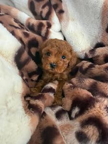 Poodle Puppies - Photo 5