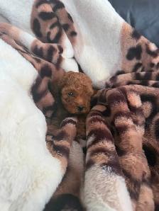 Poodle Puppies - Photo 6