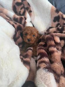 Poodle Puppies - Photo 7