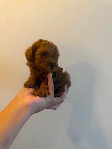 Poodle Puppies - Photo 8
