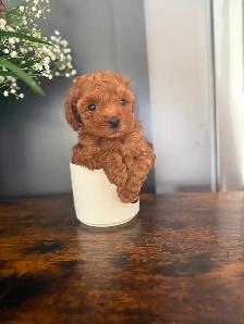Poodle Puppies - Photo 9
