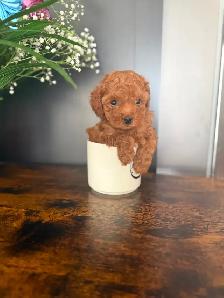 Poodle Puppies - Photo 10
