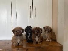 Shichon Puppies Available!  Shih-Tzu crossed with Bichon Frise!