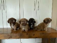 Shichon Puppies Available!  Shih-Tzu crossed with Bichon Frise! - Photo 2