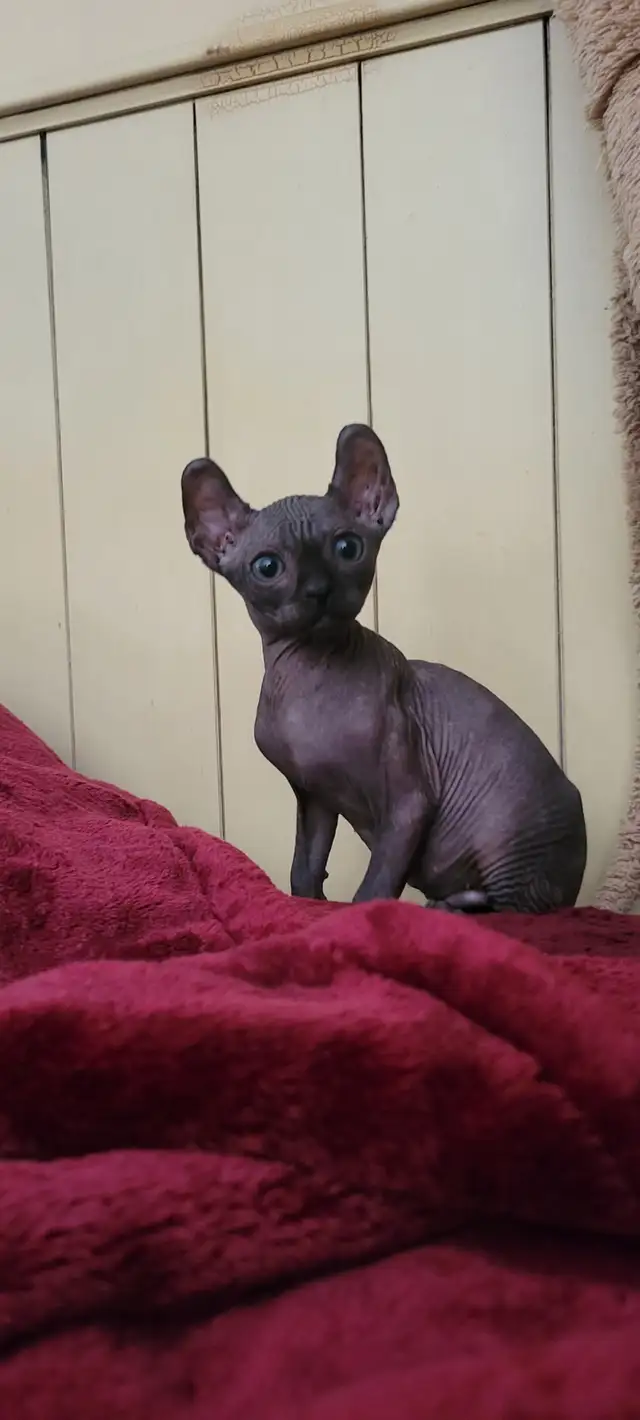 chaton stérilisées prêt à partir