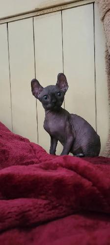 chaton stérilisées prêt à partir