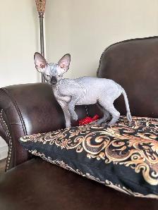 chaton stérilisées prêt à partir - Photo 2