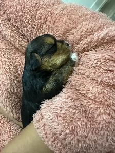 puppies for sale
