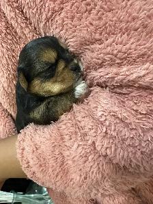 puppies for sale - Photo 2