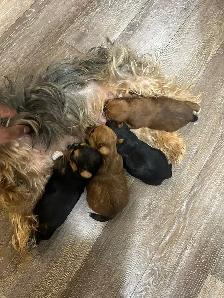 puppies for sale - Photo 3