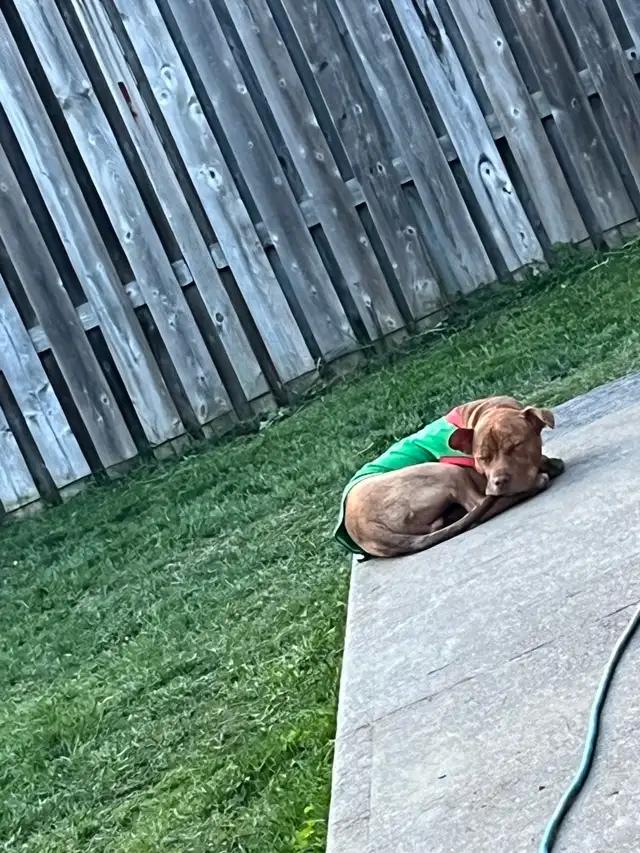 Puppy looking for a forever home