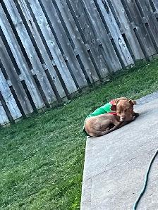 Puppy looking for a forever home