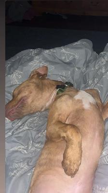 Puppy looking for a forever home - Photo 2