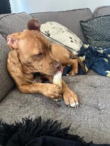 Puppy looking for a forever home - Photo 3