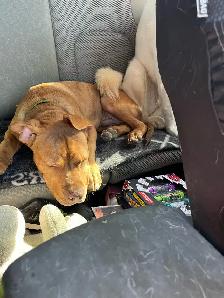 Puppy looking for a forever home - Photo 4