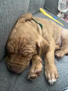 Puppy looking for a forever home - Photo 5