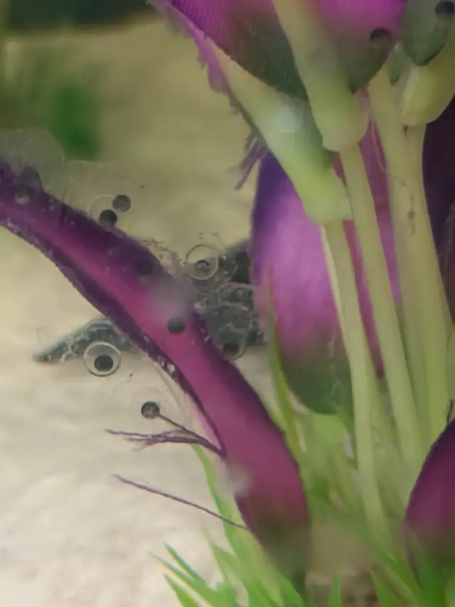 Axolotl EGGS - Healthy, unrelated parents. Willing to deliver.