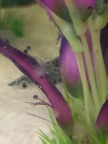 Axolotl EGGS - Healthy, unrelated parents. Willing to deliver.