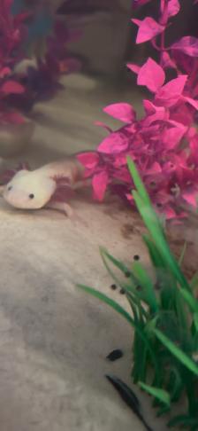 Axolotl EGGS - Healthy, unrelated parents. Willing to deliver. - Photo 2
