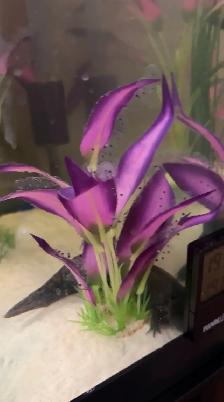 Axolotl EGGS - Healthy, unrelated parents. Willing to deliver. - Photo 3