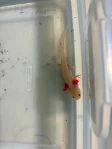 Axolotl EGGS - Healthy, unrelated parents. Willing to deliver. - Photo 4