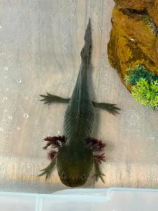 Axolotl EGGS - Healthy, unrelated parents. Willing to deliver. - Photo 5